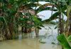 Ilustrasi sawah terendam banjir di Kabupaten Pati