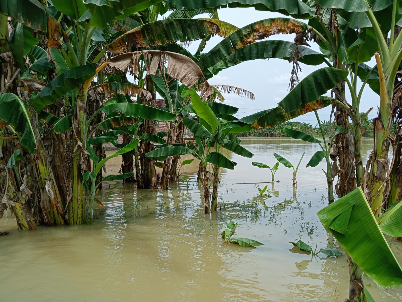 Ilustrasi sawah terendam banjir di Kabupaten Pati