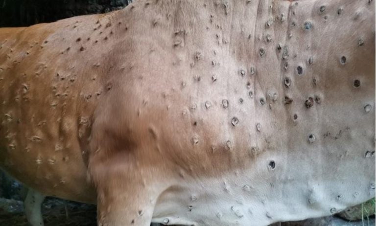 50 Sapi di Kabupaten Demak Terserang Penyakit Lumpy Skin Disease