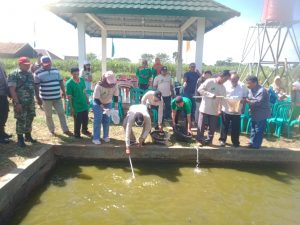 Tampak jajaran Pemerintah Kecamatan dan desa sedang mengambil bibit lele yang berada di kolam