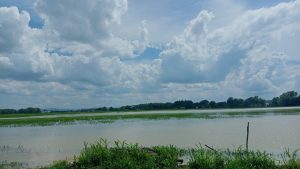 Ilustrasi area sawah terendam banjir