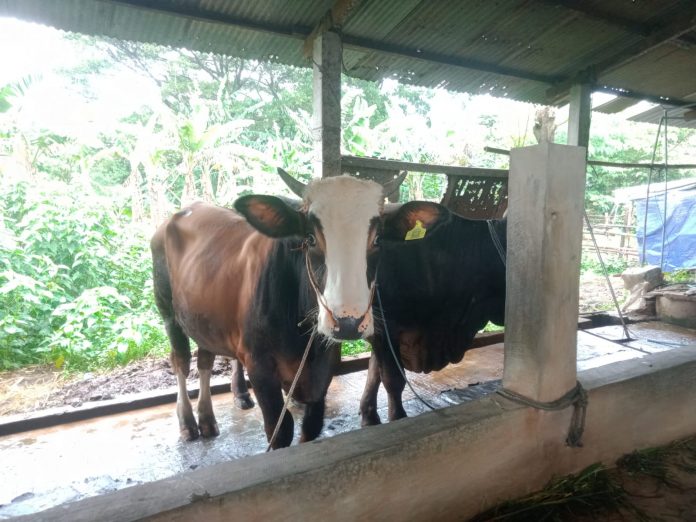 Foto:salah satu hewan ternak yang disuntik vaksin di Desa Prambatan