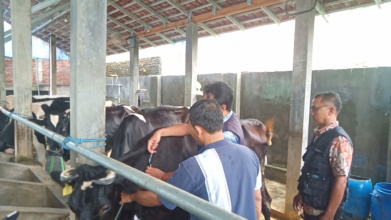 Foto: Sapi milik Zaenal Abidin sedang disuntik vaksin LSD oleh Dispertan Kudus