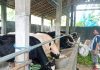 Foto : Sapi milik salah satu warga di Desa Garung Lor Kaliwungu Kudus