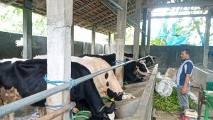 Foto : Sapi milik salah satu warga di Desa Garung Lor Kaliwungu Kudus