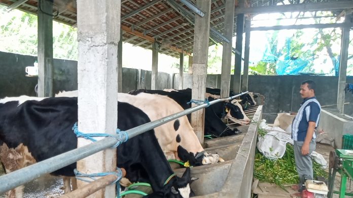 Foto : Sapi milik salah satu warga di Desa Garung Lor Kaliwungu Kudus Foto : Sapi milik salah satu warga di Desa Garung Lor Kaliwungu Kudus