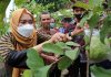 Foto: Bupati Demak Eisti'anah saat sedang memetik buah milik Suyadi