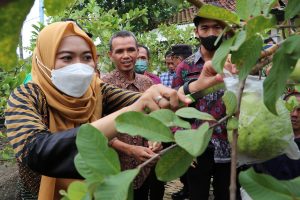 Foto: Bupati Demak Eisti'anah saat sedang memetik buah milik Suyadi