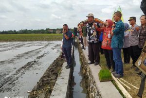 Foto: Bupati Demak Eisti'anah bersama dengan jajaran lainnya saat panen padi di Desa Megonten Demak (Istimewa)