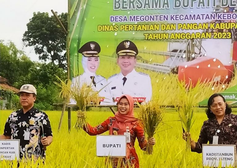 Panen Padi, Bupati Demak Kunjungi Desa Megonten