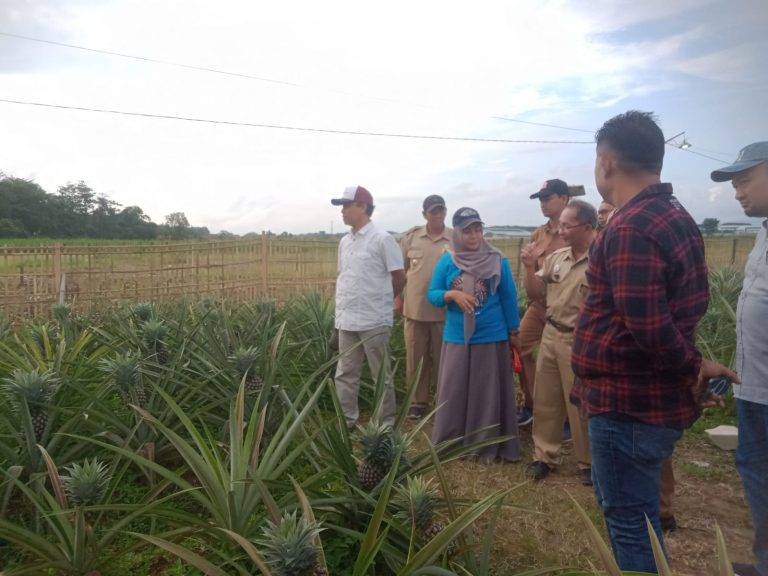 Dukungan DPRD Provinsi Jawa Tengah Terhadap Kebun Nanas di Kudus