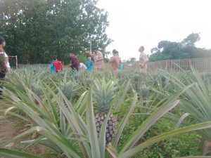 Foto: Anggota DPRD Provinsi Jawa Tengah H Setia Budi Wibowo bersama jajarannya saat berada di kebun nanas Desa Pedawang