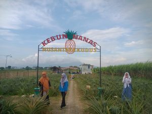 Foto: Kebun nanas yang berada di Desa Pedawang Kecamatan Bae Kabupaten Kudus