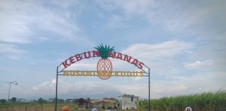 Foto: Kebun nanas yang berada di Desa Pedawang Kecamatan Bae Kabupaten Kudus