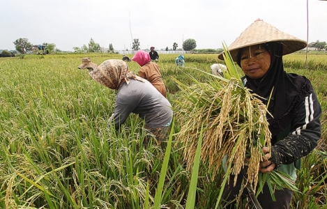 Petani tengah memanen padi (ilustrasi: Kementerian pertanian)