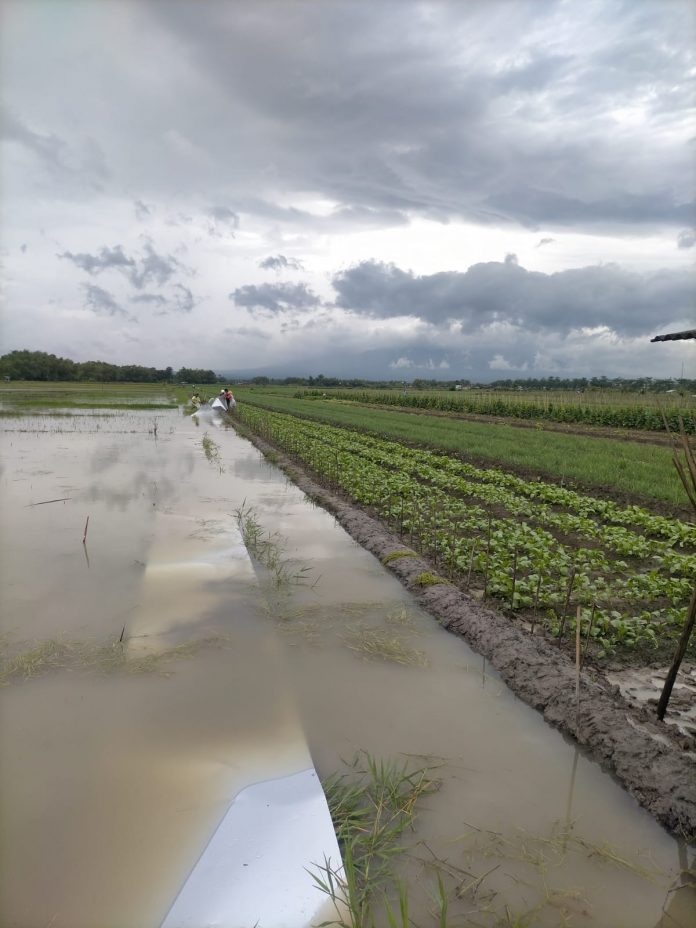 Lahan pertanian di Desa Ngurensiti Kecamatan Wedarijaksa terancam gagal panen (Samin News / istimewa)