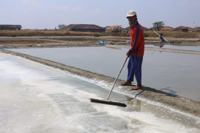 Petani garam di Kabupaten Pati sudah memulai produksi garam