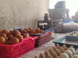 Harga telur di pasar Puri Baru merangkak naik