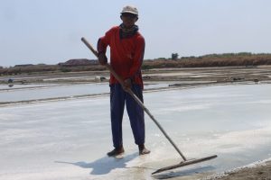 Petani garam di Pati meratakan garam setengah jadi di tambaknya