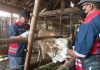 Vaksinasi PMK-LSD di Desa Sambirejo Kecamatan Tlogowungu Pati, Senin (19/6/2023)