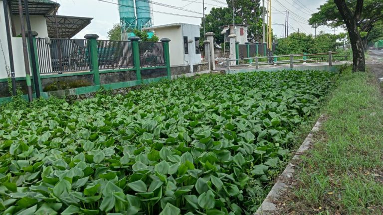 Enceng Gondok Sebabkan Banjir, Ini Tindakan yang Dilakukan DPUTR