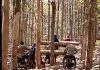 Tangkapan layar video beredar sejumlah orang tengah mengangkut kayu jati di Hutan Ngarengan