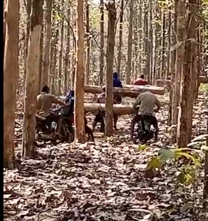 Tangkapan layar video beredar sejumlah orang tengah mengangkut kayu jati di Hutan Ngarengan