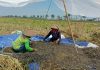 Sumiyati petani asal Gabus tengah memanen kacang hijau di ladangnya