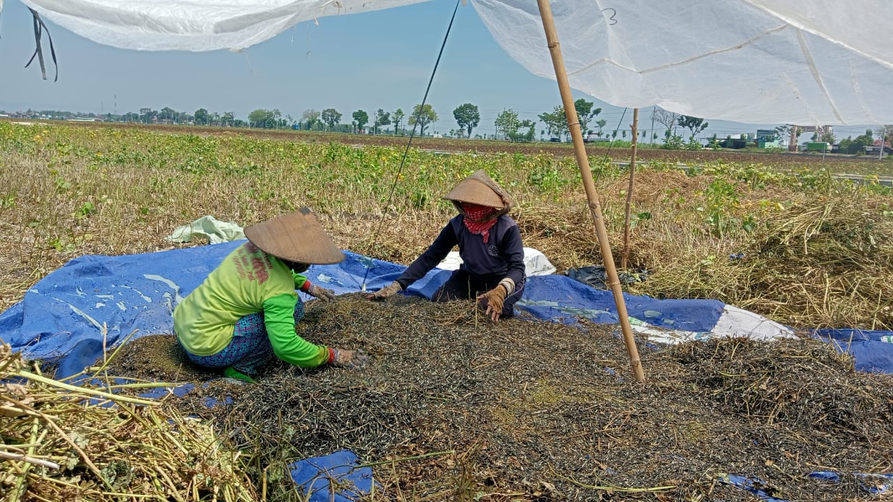 Sumiyati petani asal Gabus tengah memanen kacang hijau di ladangnya