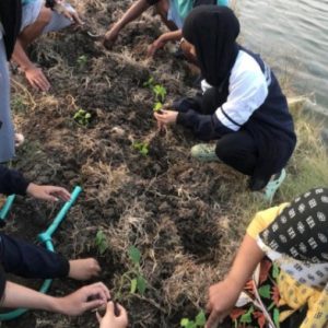 Penanaman cabai bersama para petani tambak desa Jepat Lor