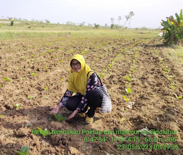 Berkah El Nino Bagi Petani Tembakau  oleh: Sri Wartini,S.P