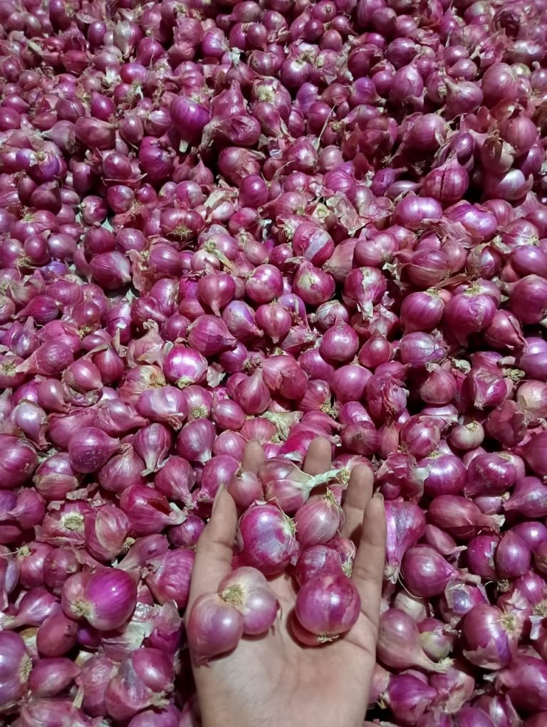 Petani Menjerit, Harga Bawang Merah Terjun Bebas