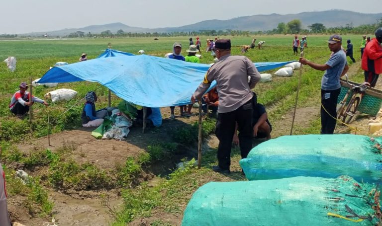 Ngasak Bawang Merah, Warga Grobogan Tewas di Sawah