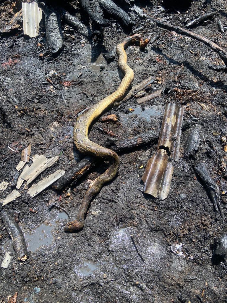 Taman Hutan Kota Terbakar, Petugas Temukan Ular Terpanggang