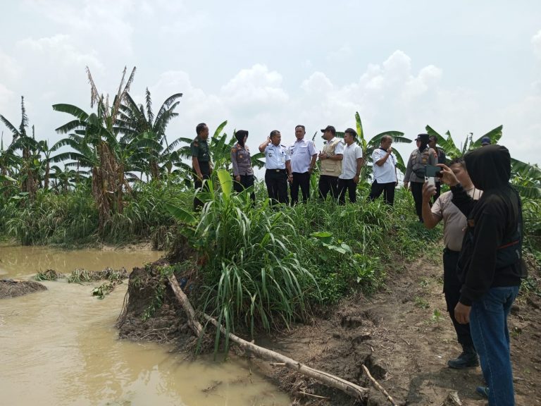 Tanggul di Desa Plosorejo Grobogan Jebol, Bibit Padi 15 Hektare Terendam