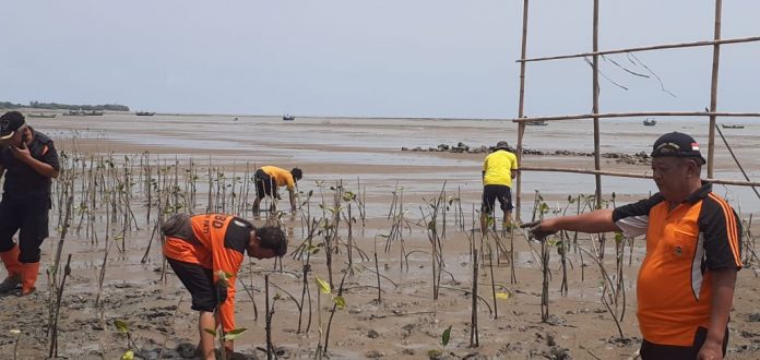 Cegah Abrasi, Anggota Dewan Beri Saran Tanam Mangrove