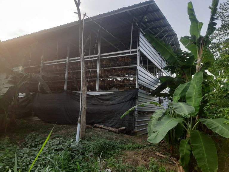 Resah Kandang Ayam di Pemukiman Timbulkan Lalat dan Bau, Warga Tuntut Segera Ditutup