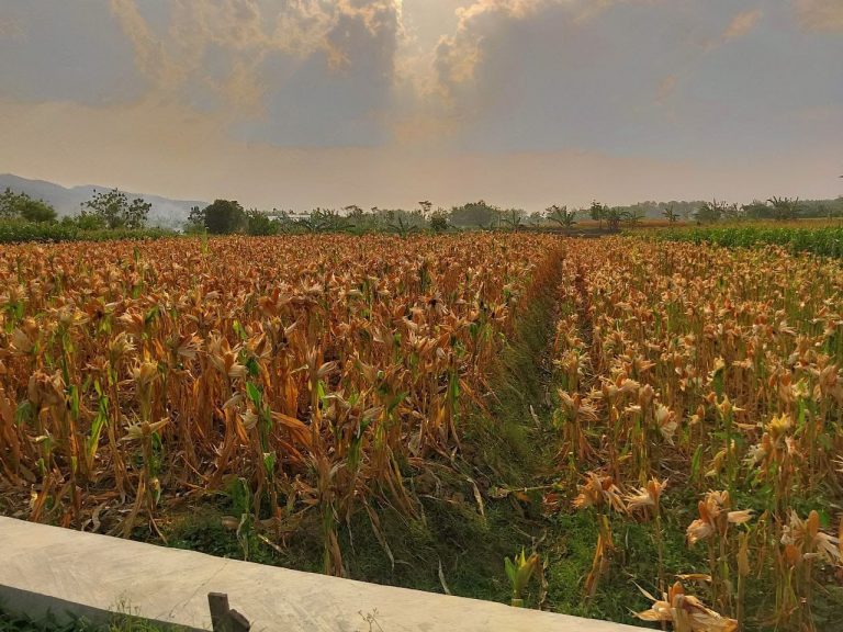 Petani di Pati Harap Harga Jagung Stabil 