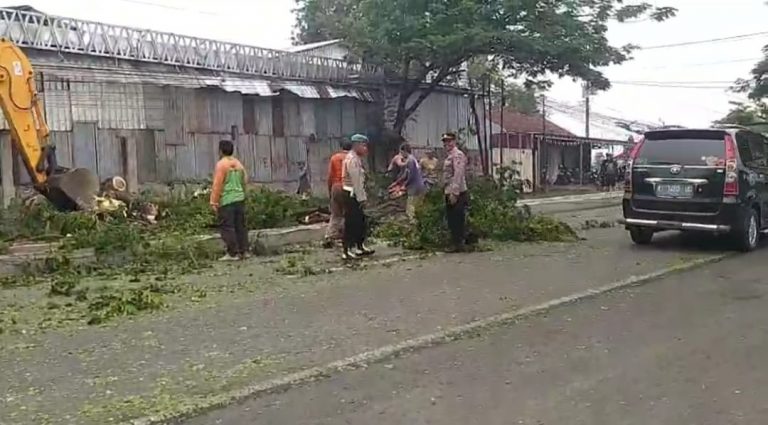 Hujan Deras Diduga Penyebab Pohon Trembesi Tumbang di Jalur Pantura Pati-Kudus