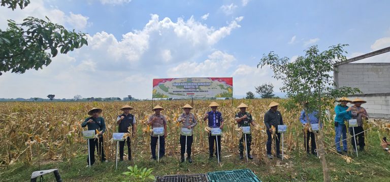Wujudkan Ketahanan Pangan, Polresta Pati Panen Raya Jagung Serentak