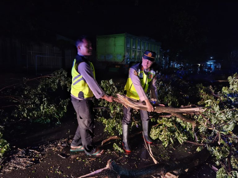 Angin Kencang Tumbangkan Pohon di Jalur Pati–Tayu, Lalu Lintas Sempat Tersendat