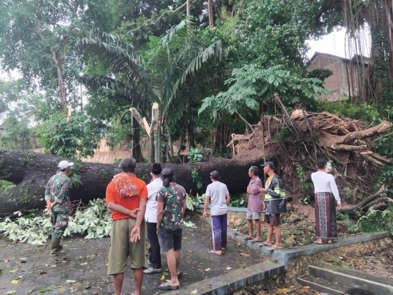 Pohon Trembesi Roboh di Sukolilo, Warga Luka dan Rumah Rusak Berat