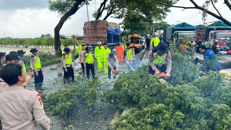 Jalan Lingkar Pati–Juwana Sempat Macet Akibat Pohon Roboh