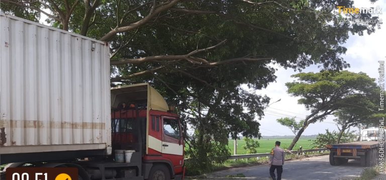 Hindari Jalan Berlubang, Truk Tronton Malah Nyangkut Pohon di Pati