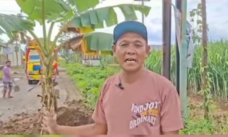 Warga Tambal Jalan Berlubang, Tanami Pohon Pisang di Ruas Bumiayu–Tlogowungu