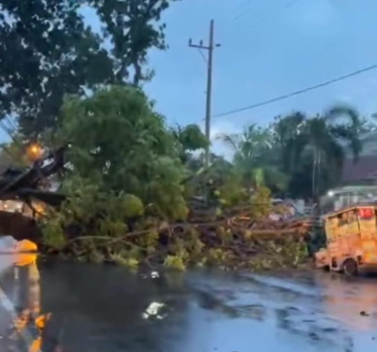 Pohon Tumbang di Depan Stadion Joyo Kusumo, Arus Lalu Lintas Sempat Macet