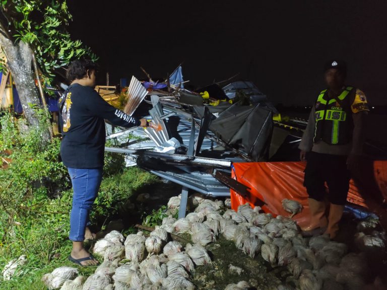 Puting Beliung Terjang Sukolilo, Empat Kandang Ayam Rusak dan Ribuan Ternak Terdampak